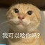 欺负一只小猫？