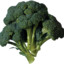 broccoli prodigy