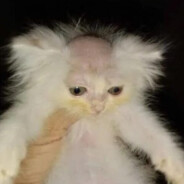 fiff - steam id 76561199093592584