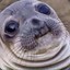 Fluffy Seal