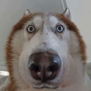 小象小象我是小象