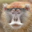 PatasMonkey