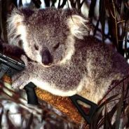 SecurityKoala