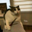 DOOMCAT