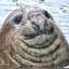 Fat Seal