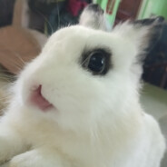 Bonanaa