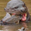 Otter