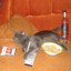 SleepingCat