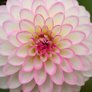 dahlia