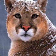 CougarNyht - steam id 76561197971077145