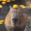 capivara