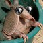 Armadildo