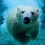 UltraBear