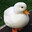 patito
