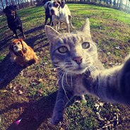 Кошачий депутат