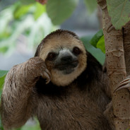 Sloth