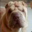 Sharpei