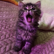 𝚖𝚎𝚘𝚠𝚘𝟺𝚔𝚊