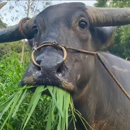 夹住老蒯做蛙跳