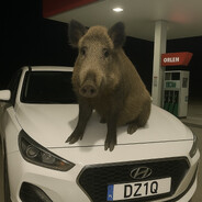 ヂキュハブ  SKINS/skins.arm