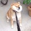 虾米白菜汤