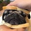 PugSandwich