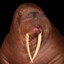 Bigbeefywalrus