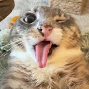 The Whisperer - steam id 76561199146521450