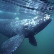 north pacific right whale