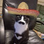thecovidcat