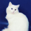 WANDOU