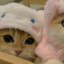 cookie