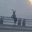 Cervid