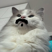 -----miau------ peak240 km/h