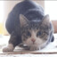 Tabby