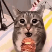 Mrkitten