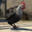 Poulet Brisé