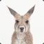 Hilarious Kangaroo