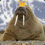 The Walrus King