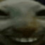 Funny_wolf