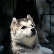 自闭棋真好玩917