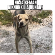 wea