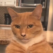 ChadPuss's avatar