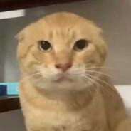 圆头基米不哈气