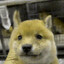 chien jaune