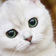Meowq