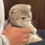 国家反诈中心app提示您，警惕队友大残骗局