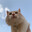 minchycat