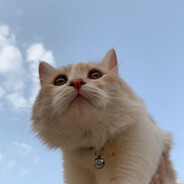 minchycat