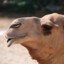 Mister_Camel